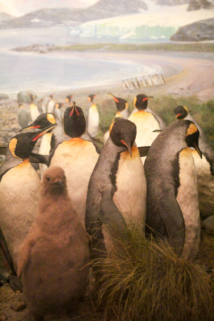 Penguins