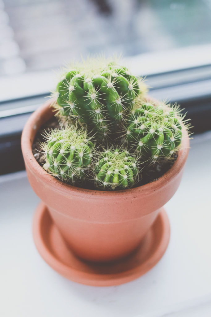 Cactus
